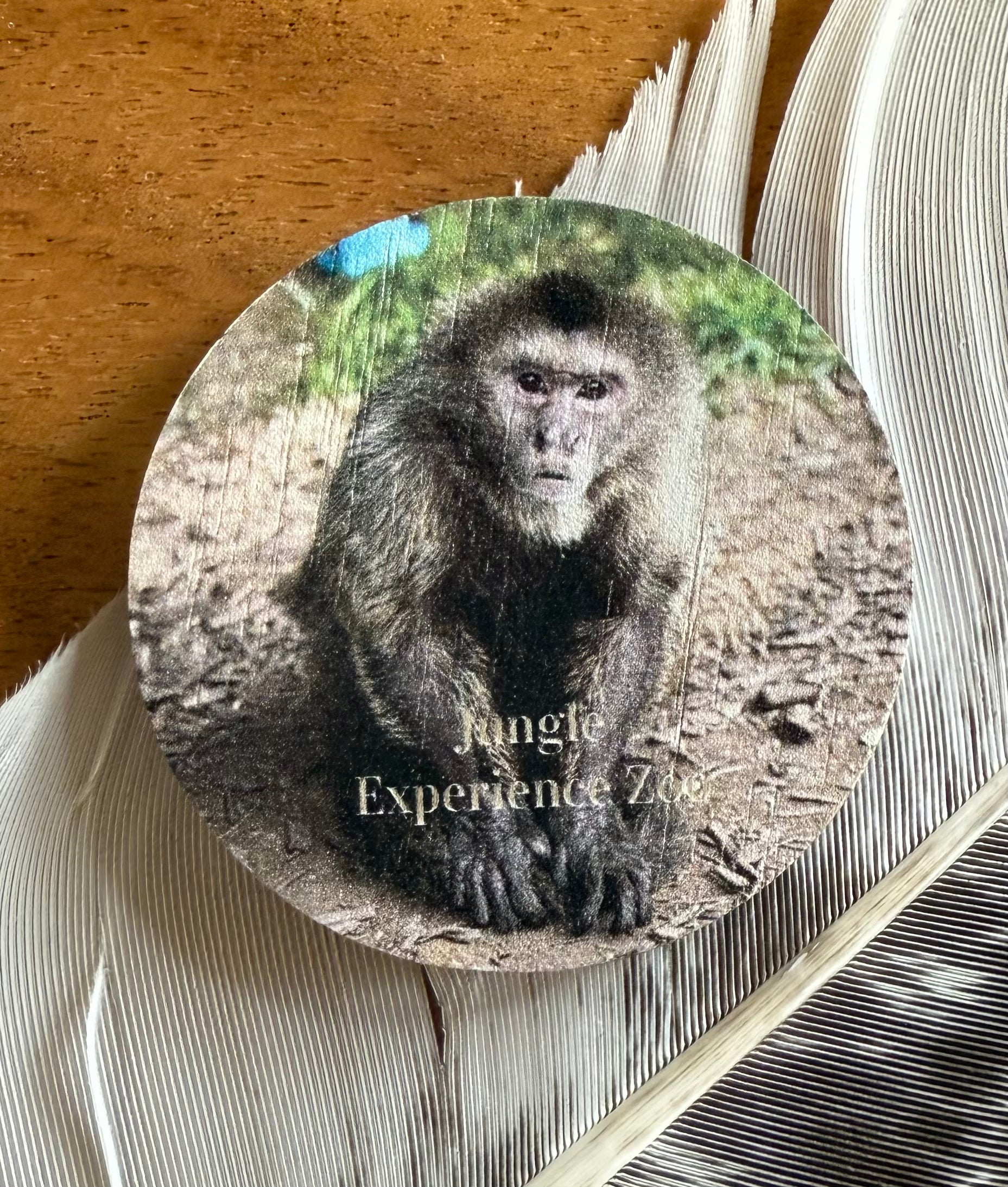 Capuchin Magnet “Tucker”